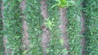 AGEN892_Weeds in Soybean Fields project thumbnail