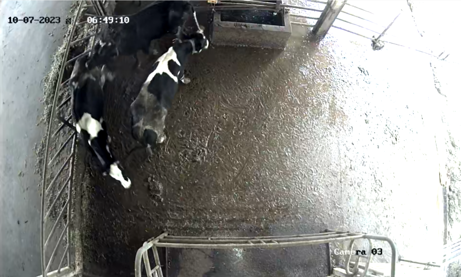 cow-activity-label-a3 CLONE Object Detection Dataset by cowlabela02