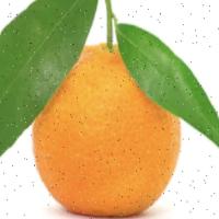 oranges project thumbnail