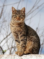cat project thumbnail