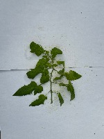 Leaf LAI project thumbnail