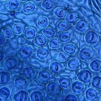 Elm Segmentation 7-3-25 project thumbnail