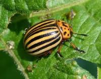 Pest Detector project thumbnail