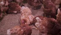 Chicken Detection project thumbnail