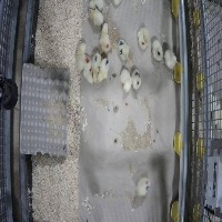Poultry project thumbnail