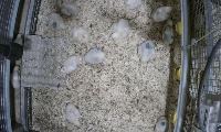 Poultry farm project thumbnail