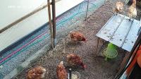 ChickenFinder project thumbnail