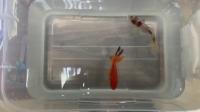 find fish project thumbnail