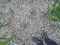 Weeds project thumbnail