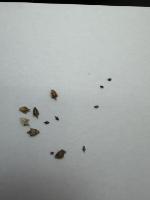 Mixed weed seeds project thumbnail