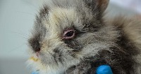 Rabbit Scabies project thumbnail