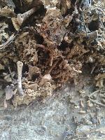 maggot project thumbnail