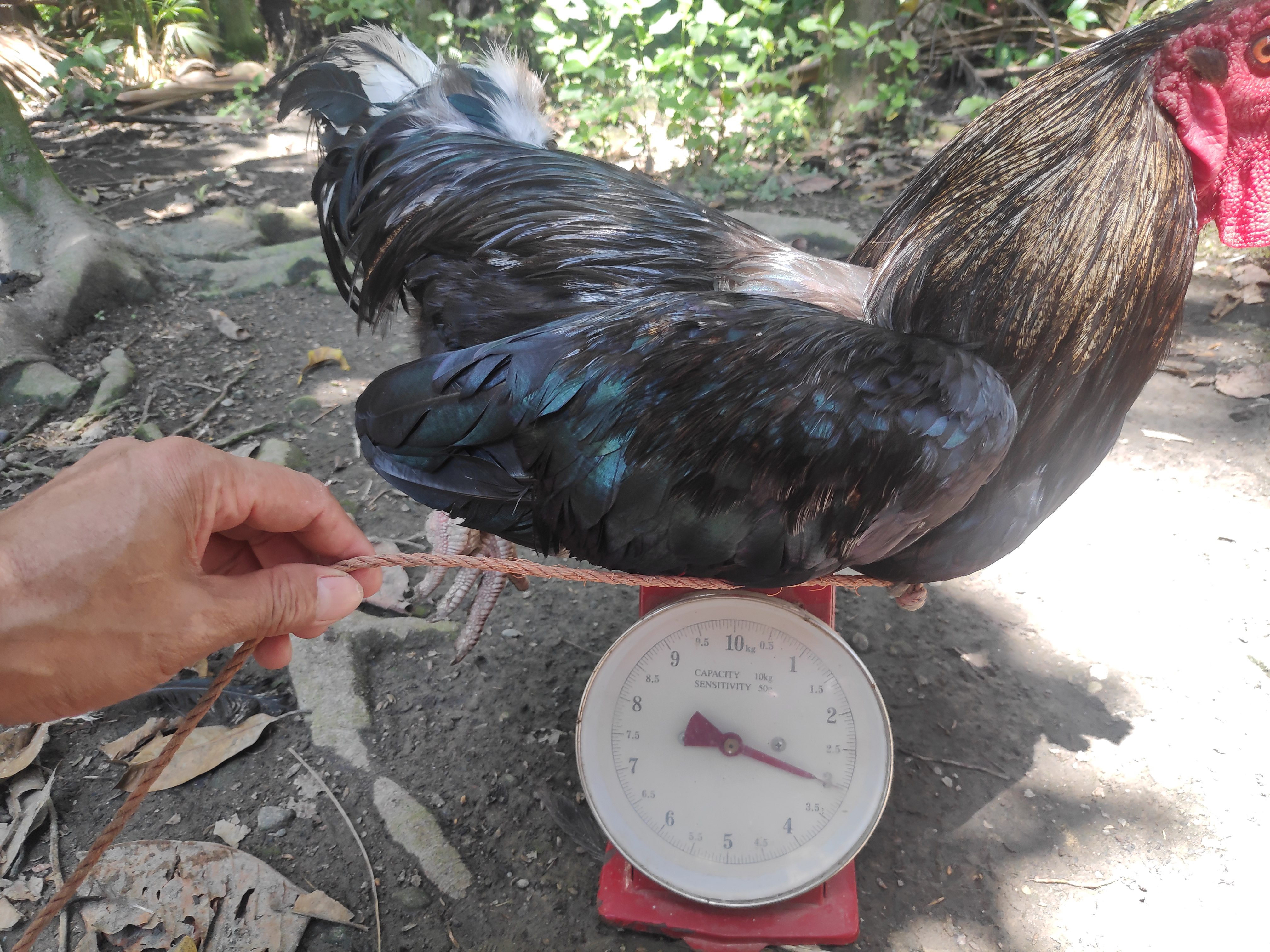Chicken Detection Object Detection Model by Thesis Project