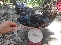 Chicken Detection project thumbnail
