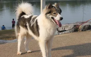 husky,thaibangkeaw Object Detection Dataset by new-workspace-gfjtz