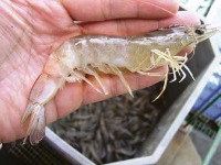 Disease status in shrimp project thumbnail