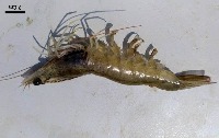 Shrimp Disease Classtification project thumbnail