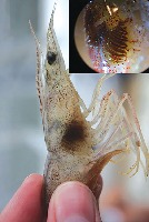 Shrimp Disease Classtification project thumbnail