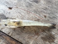 Shrimp Disease project thumbnail