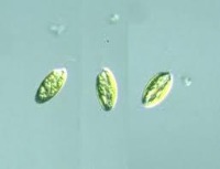 Algae_Detection_project project thumbnail