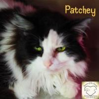 dataset cat project thumbnail