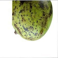 Mangga project thumbnail