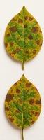 leaf  Disease segmentation project thumbnail