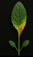 leaf disease segmentation  project thumbnail