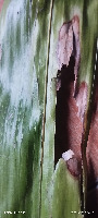 daun salak normall project thumbnail