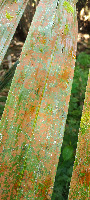 daun bercak coklat project thumbnail