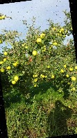 apple project thumbnail
