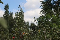 Apple project thumbnail