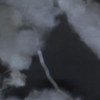 pravarthya_cotton project thumbnail