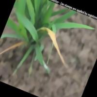 rice project thumbnail