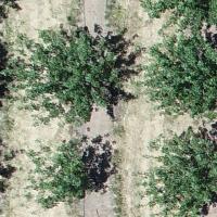 tree detect Object Detection Model by Tree Detection
