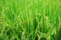 Penjaga Sawah project thumbnail