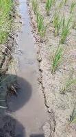 Penjaga Sawah 2 project thumbnail