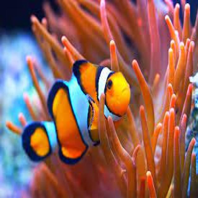 fish Object Detection Dataset by project-8ikx2