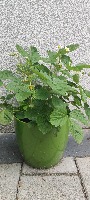 Tomatoes detection project thumbnail