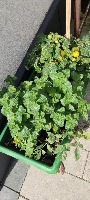 tomato-boxes-2 project thumbnail
