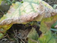 Gummy Stem Blight project thumbnail