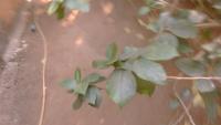 plant health detection project thumbnail