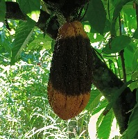 Black Pod and Monilia Diseases project thumbnail