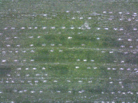 Stomata_detection project thumbnail