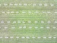 stomata_young_polygon project thumbnail