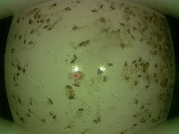 Pink Boll Worm project thumbnail