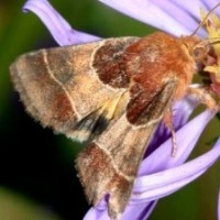 moth project thumbnail
