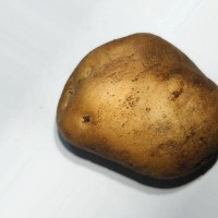 classification of potato Object Detection Model by Mariam omer