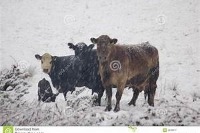 sheeps project thumbnail