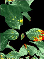 Kochchi Binary Classification project thumbnail